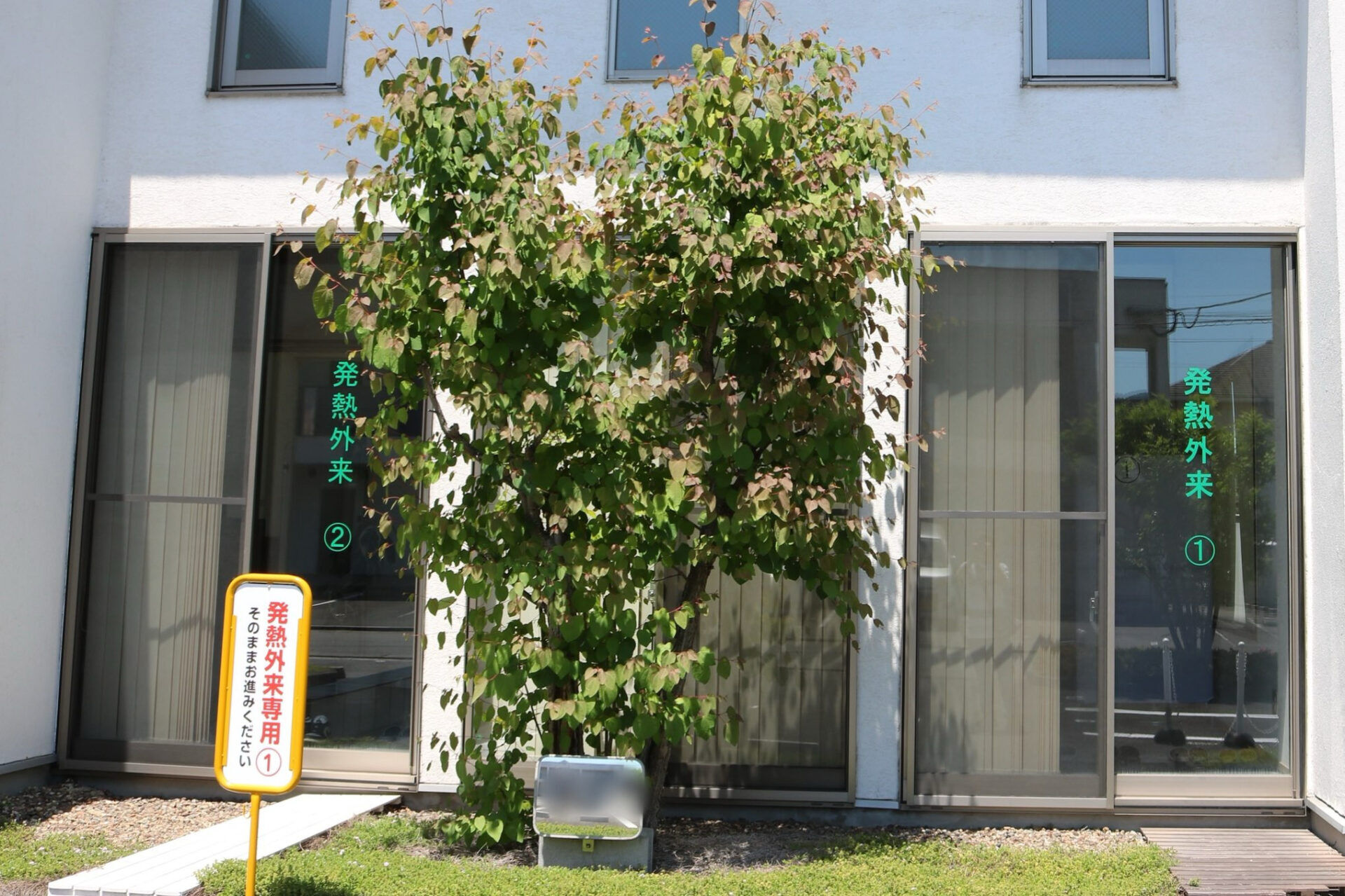 Tree growing in front of a modern glass storefront, with turquoise Japanese text visible on the windows behind it.
